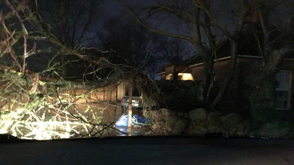 A fallen tree across a road