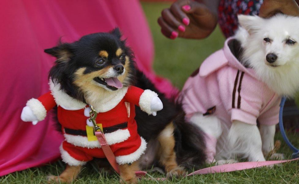 Chica, a long-haired Chihuahua, wears a Father Christmas outfit, standing next to Fluffy at a dog contest in Nairobi, Kenya - Sunday 6 November 2016