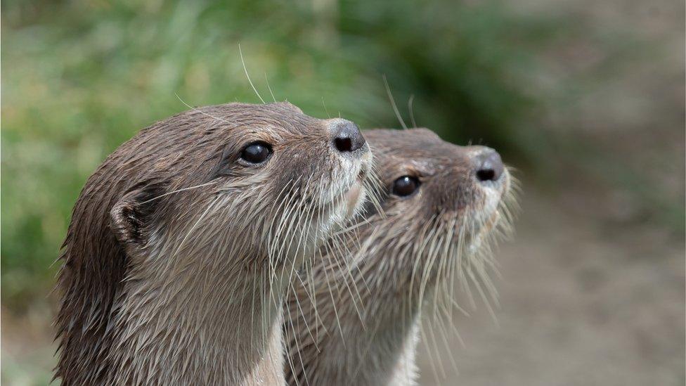 otters