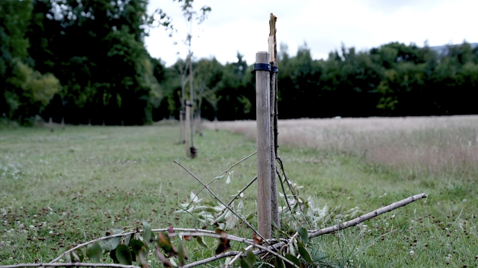 One of the vandalised trees in Heath Park