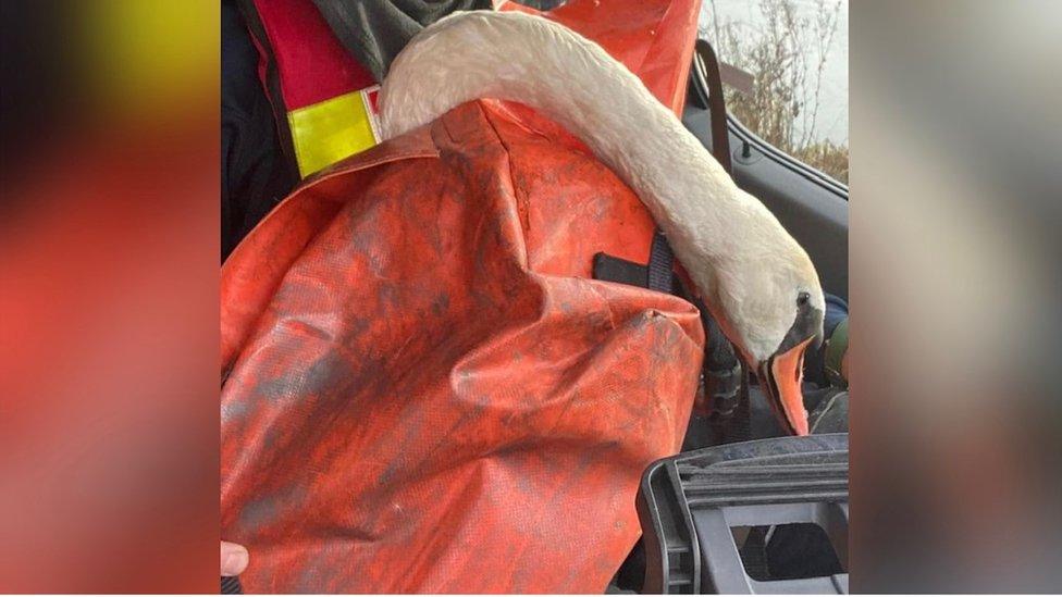 Neck and bill of a swan poking out of a plastic cover inside a vehicle