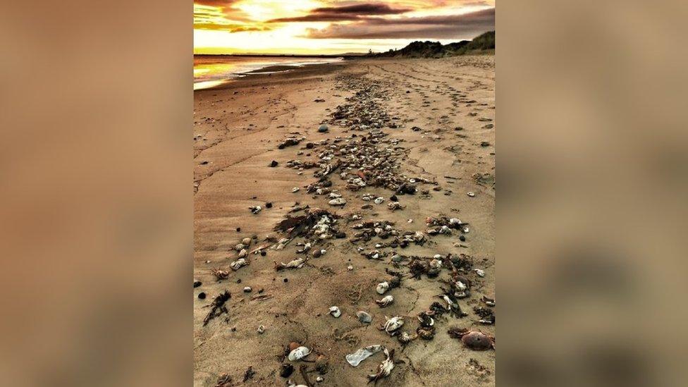 Dead crabs at Seaton Carew