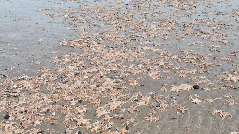 Starfish on a beach