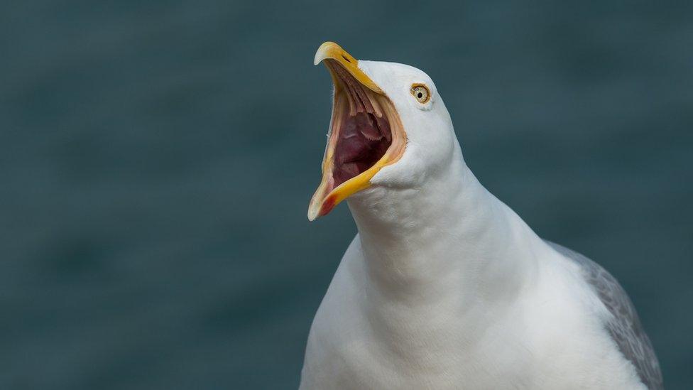 Herring gull