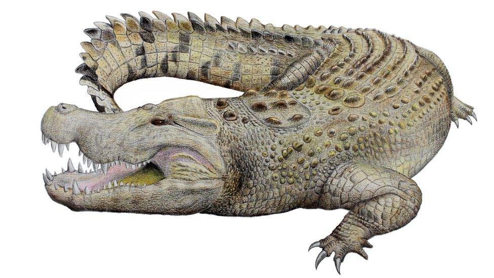 Crocodile illustration