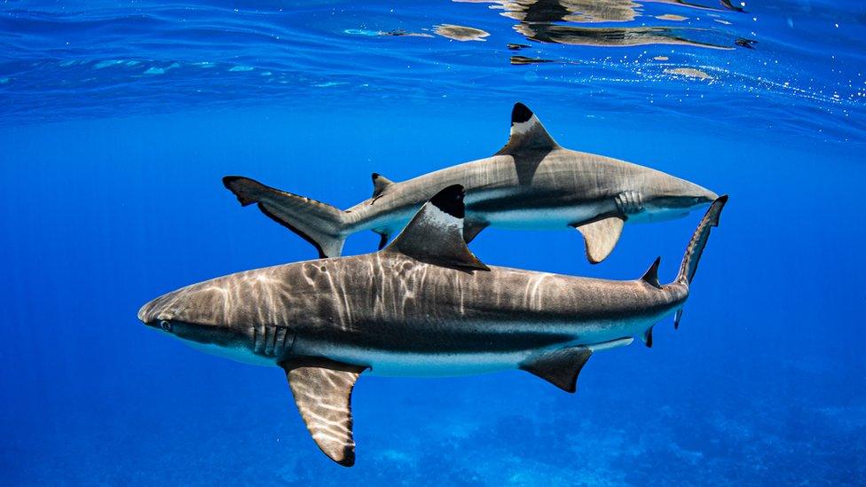 Black tip reef shark