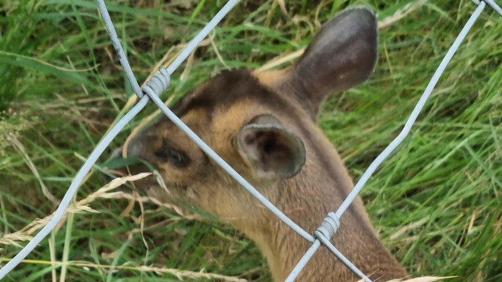 Deer stuck in fencing