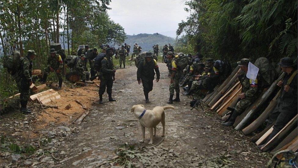 A Farc rebel and a dog walk along a path flanked by rebels resting in Cauca province, in Colombia on 31 January 2017.