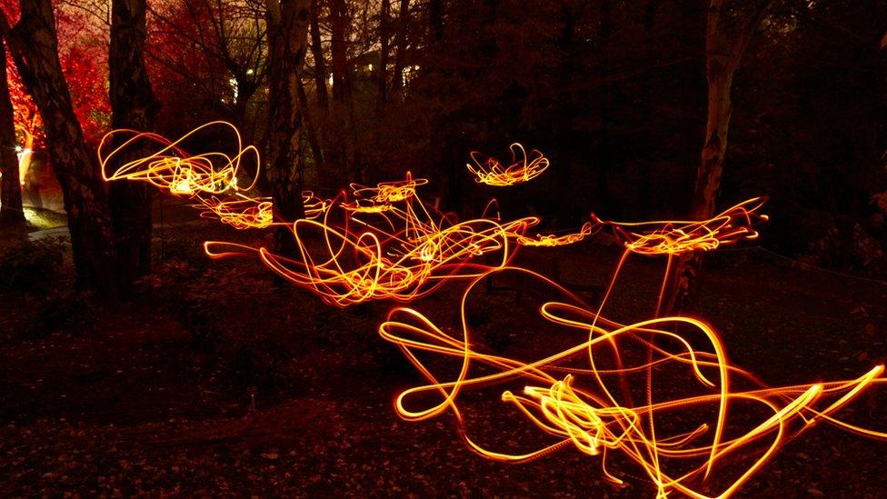 A long exposure shows a detailed thread of light shaped like flowers in a dark forest.