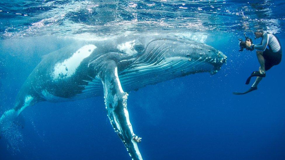 Man taking photo of a large whale