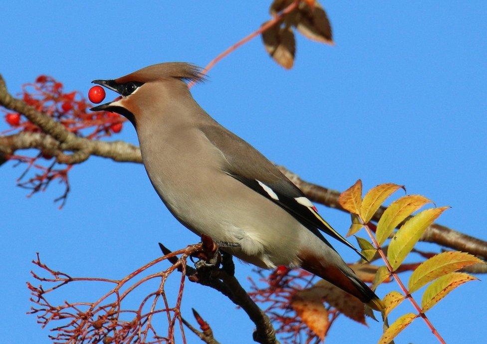 Waxwing