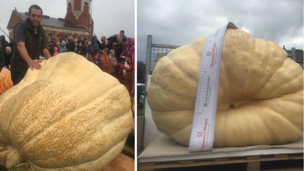 Giant pumpkin