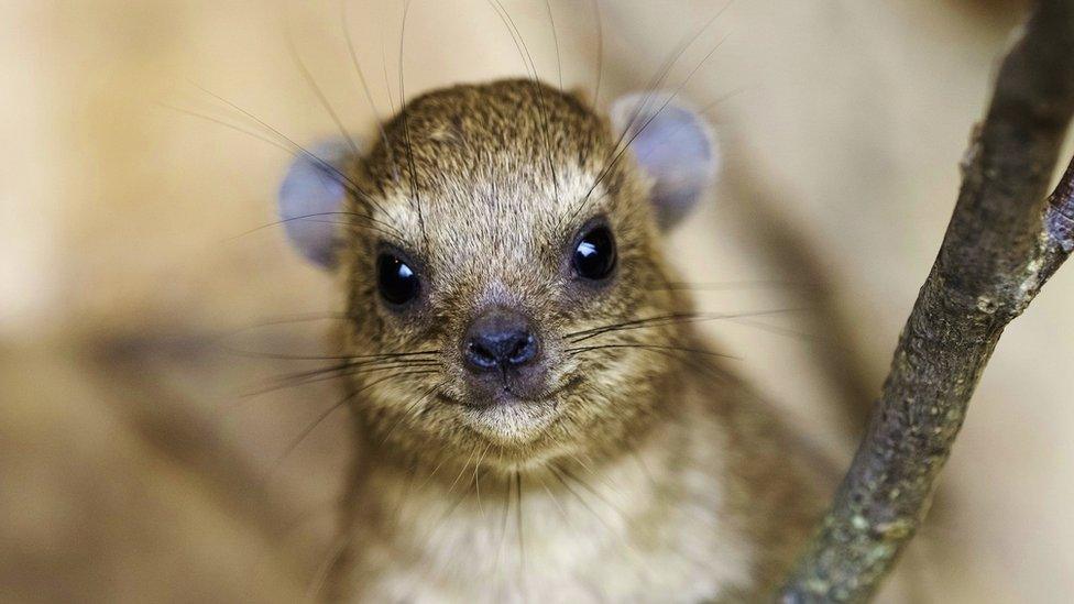 Rock hyrax