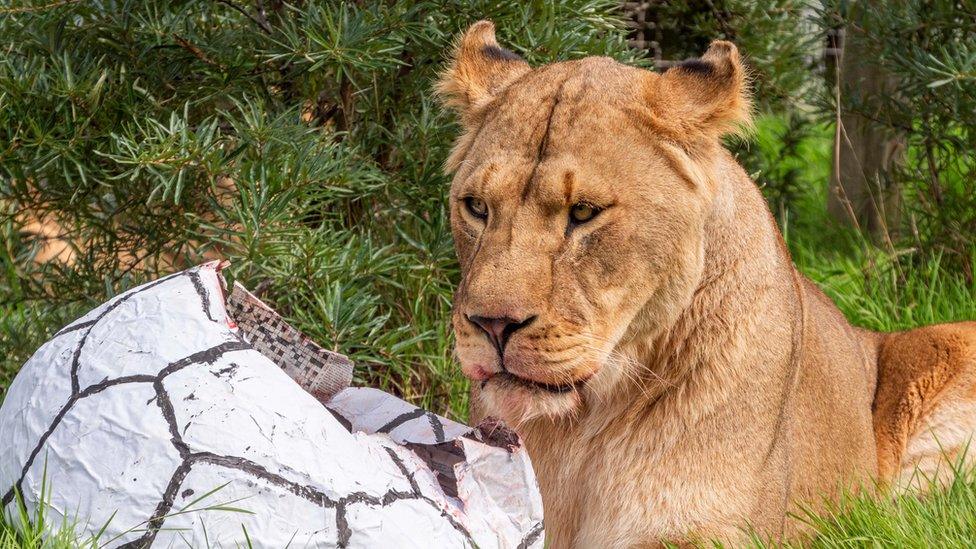 Lioness sitting by a giant paper mache football