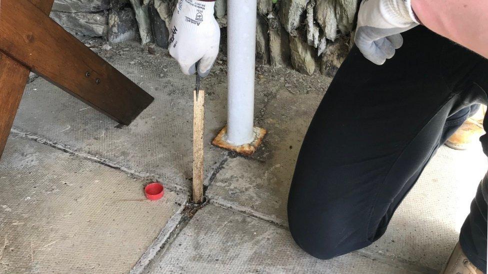 Timber bait being removed for inspection from a supplementary monitoring device that goes 1m vertically into the ground