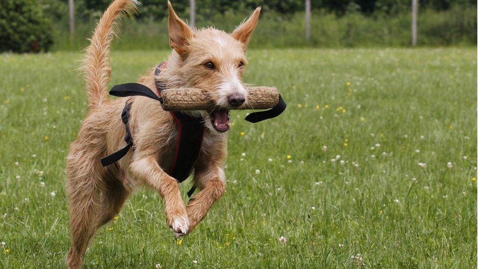 A Podenco with a stick in his mouth