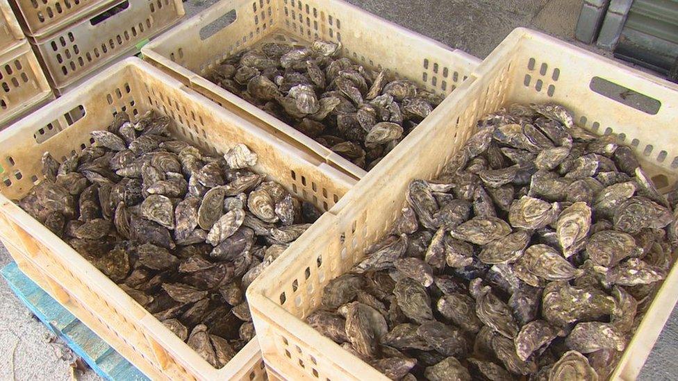 Oysters in boxes