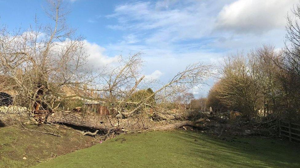 Fallen tree in paddock