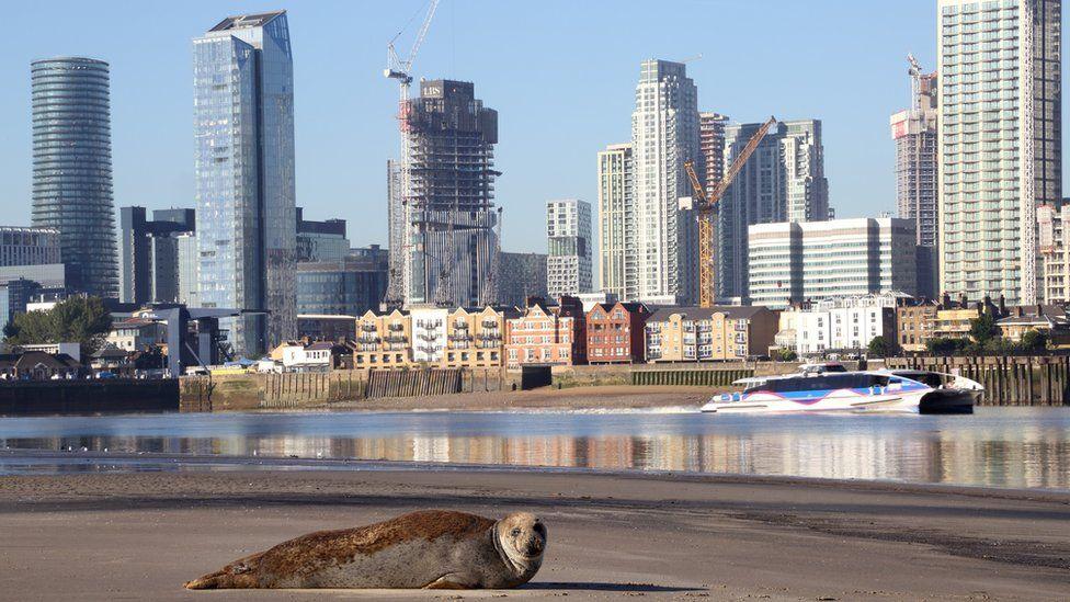 seal-near-river-thames.