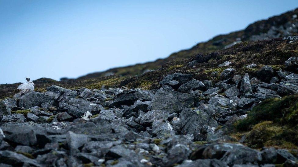 Mountain hare in Southern Cairngorms