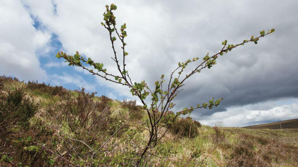 Dwarf birch