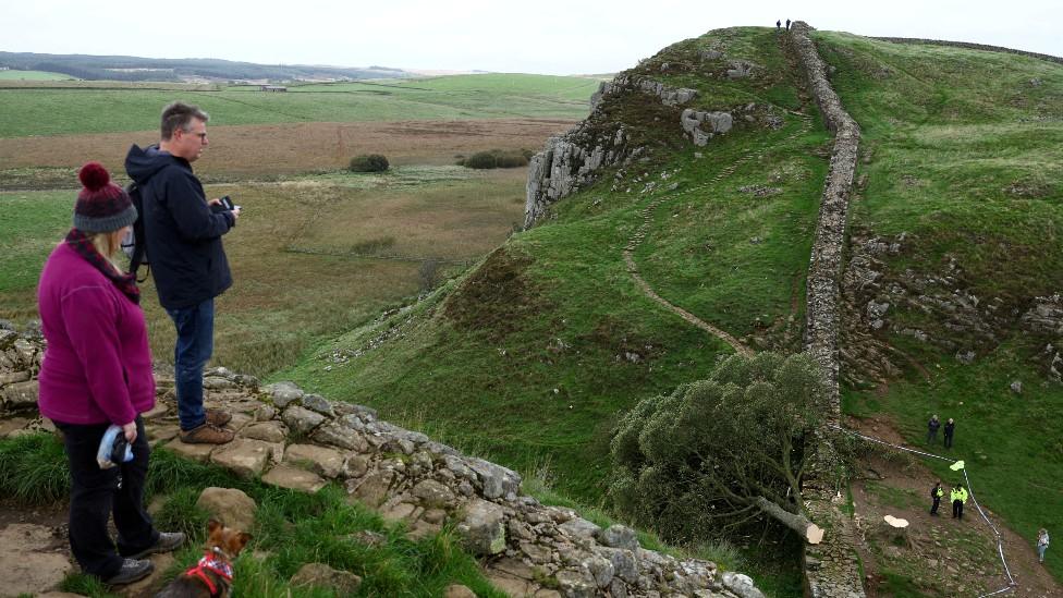 General view of the Sycamore Gap tree that was felled, in Once Brewed, Northumberland National Park, Britain