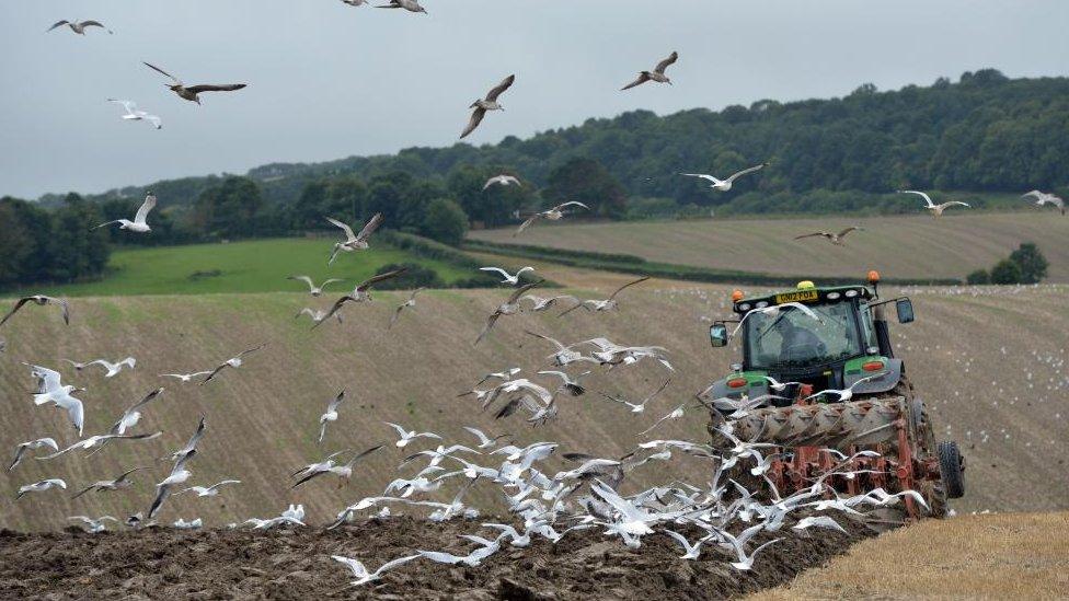 Tractor ploughing field