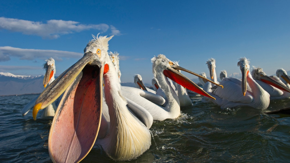 Dalmation pelicans