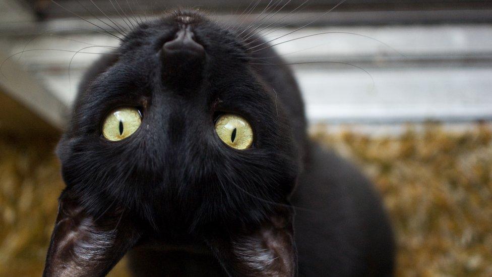 black-cat