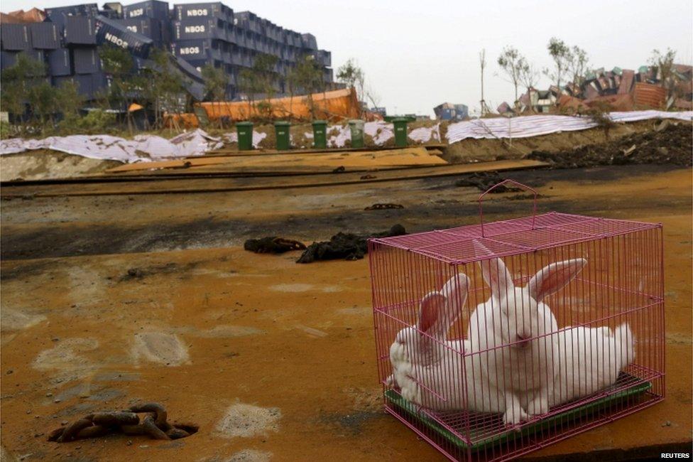 Rabbits are seen in a cage, which is placed by authority as a test of the living conditions near the site of last week's blasts at Binhai new district in Tianjin, China, 19 August 2015