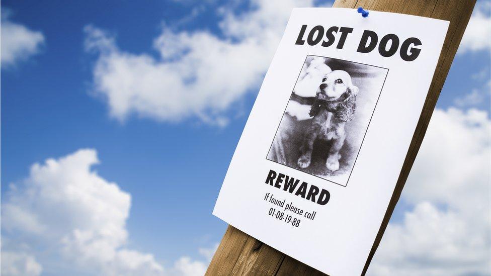 Lost dog poster