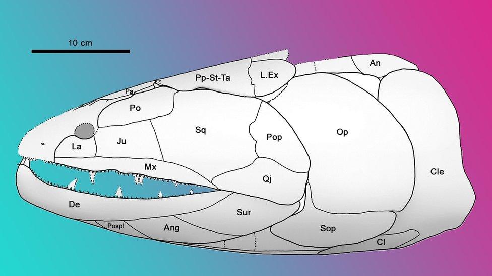 Model of predator fish's face