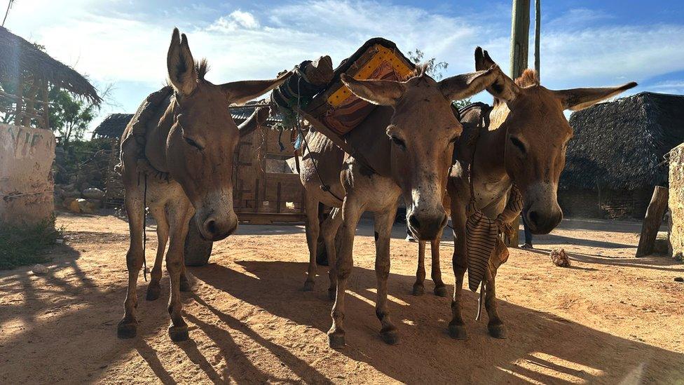 Working donkeys at a quarry in Kenya