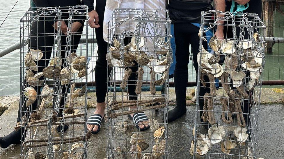 cages with oyster shells and hessian rope inside