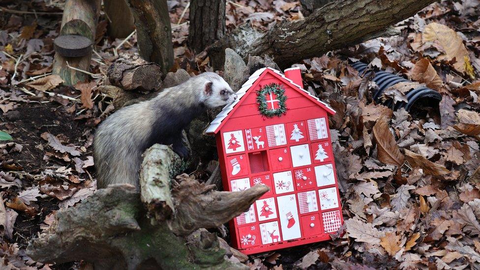 pole cats and an advent calendar
