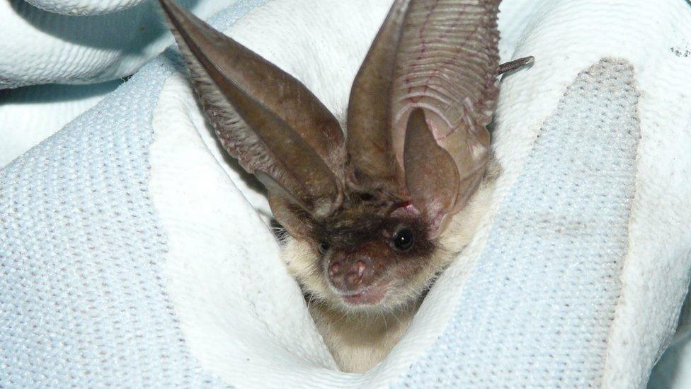 Grey long-eared bat