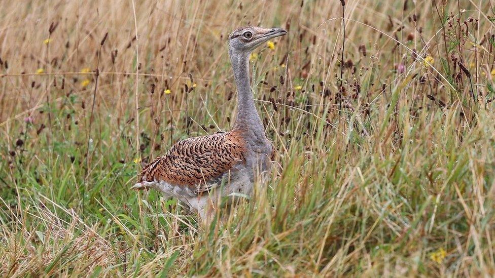 Rescued great bustard chick