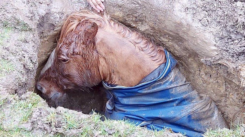 Horse trapped in underground hole