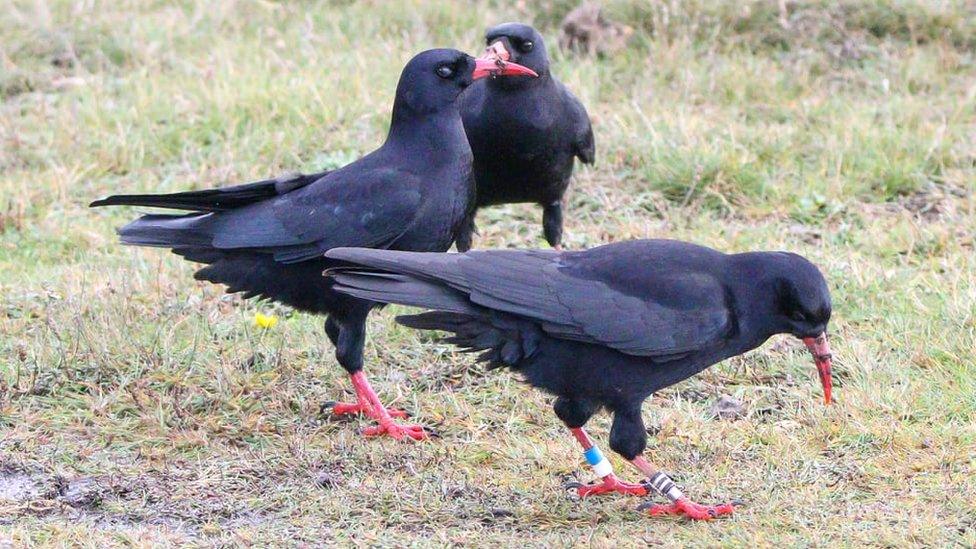 Three choughs