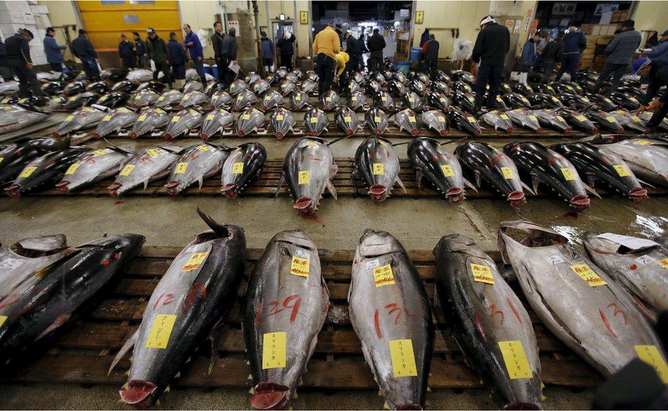 A room full of bluefin tuna, before bidding began