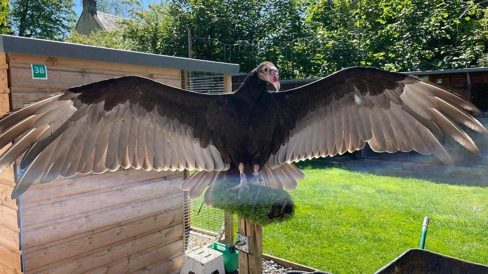Somerset turkey vulture friendly and harmless, owner says - BBC News