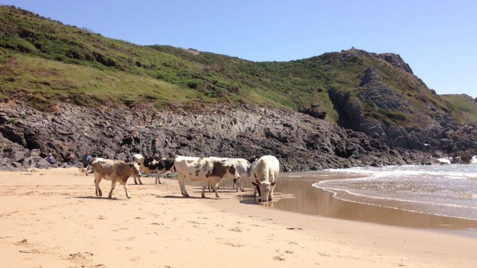 These cows enjoying a paddle at Pobbles Bay, Gower, were captured on camera by Tricia Vaughan