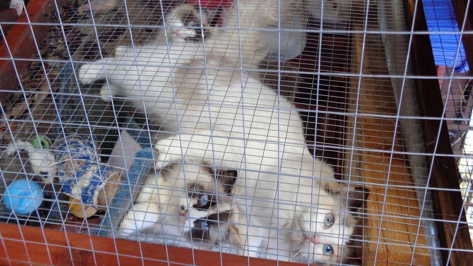 Two cats in a small cage