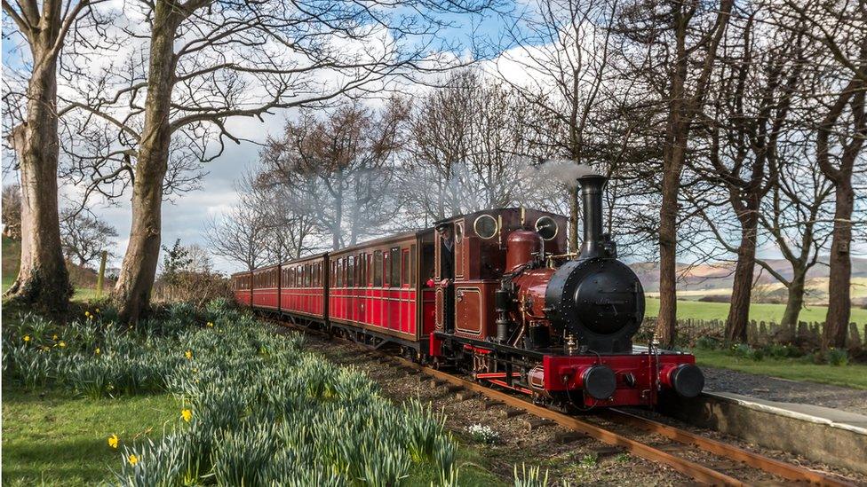 Daffodils and snowdrops by the Talyllyn Railway at Rhydyronen near Tywyn