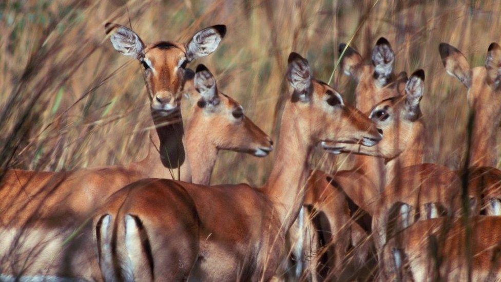 A group of gazelles in tall grass, Lower Zambezi National Park, Zambia.