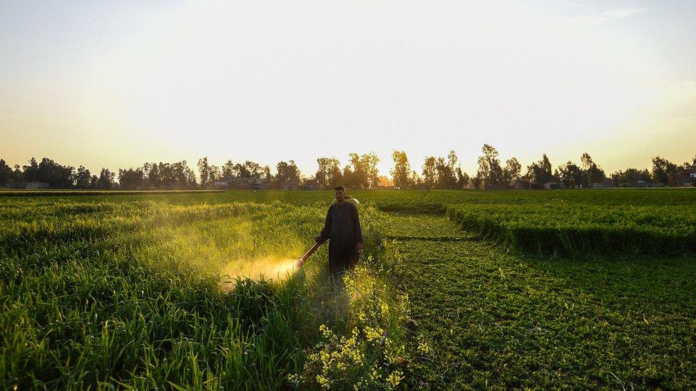 Man spraying pesticide