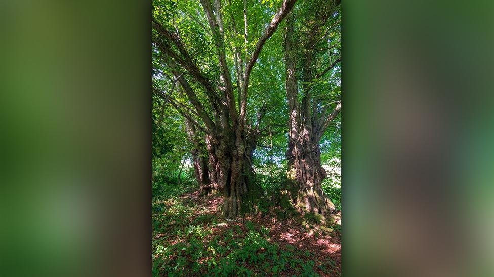 The Prisk Wood Lime, Penallt, Monmouthshire