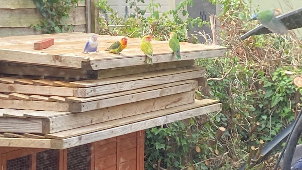 lovebirds sat on a roof