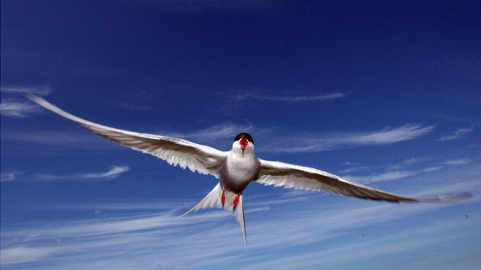 A tern in mid-flight