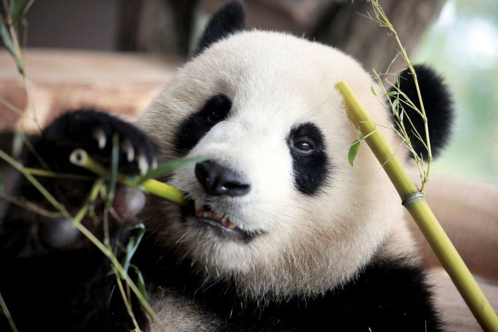 One of the two Chinese panda bears is seen eating bamboo as the German Chancellor and the Chinese President (both unseen) visit their compound during a welcome ceremony at the Zoologischer Garten zoo in Berlin on 5 July 2017